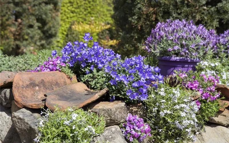 Die Glockenblume als perfekter Nachbar im Garten