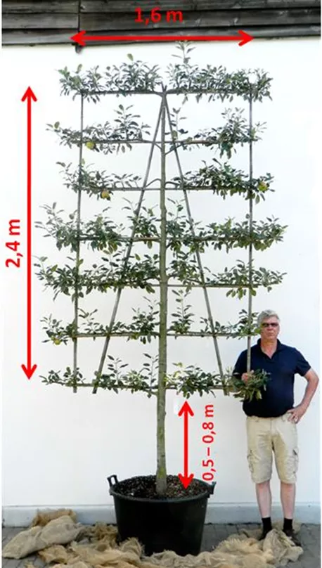 7-Etagen-Spalierbaum.jpg