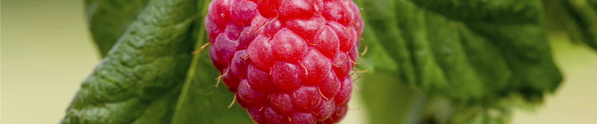 Rubus idaeus & Rubus fruticosus