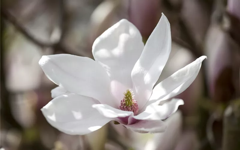 Die Magnolie – Blütenzauber im Frühling