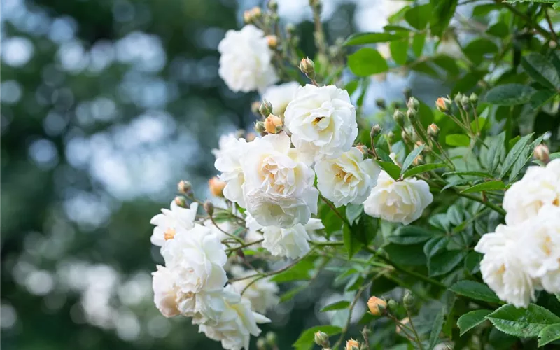 Ganz in Weiß – elegante Gartengestaltung mit Stil