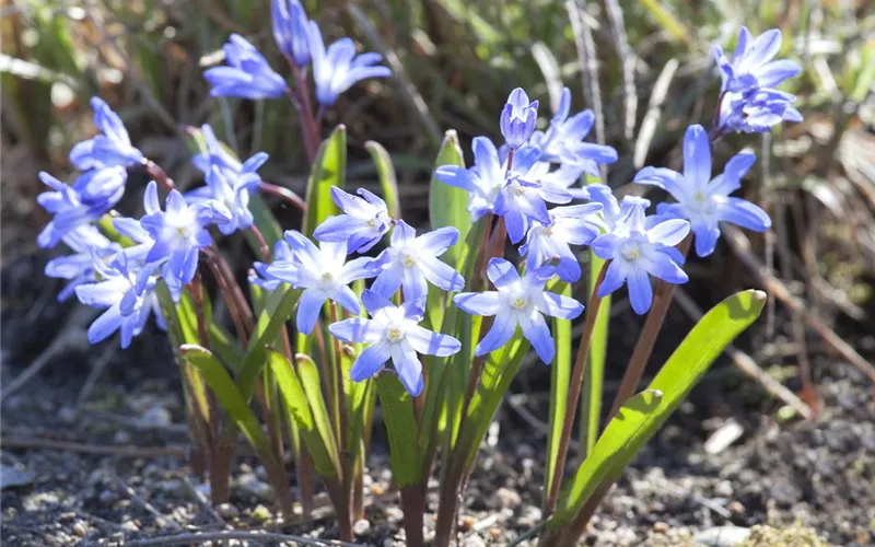 Blumenzwiebeln im Steingarten – So gelingt die Farbenpracht