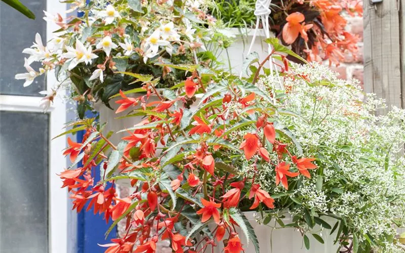 Farbe auf dem Balkon – Blumenzwiebeln für den Sommer