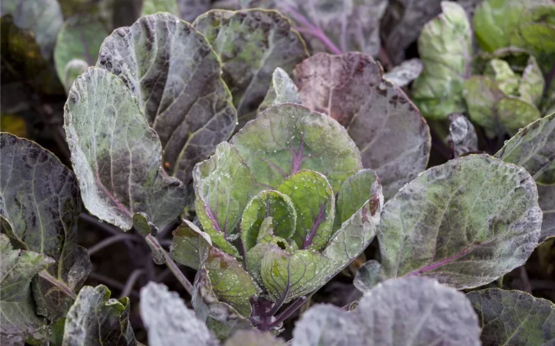 Gemüse für ungeduldige Gärtner: Sprinter im Gemüsebeet
