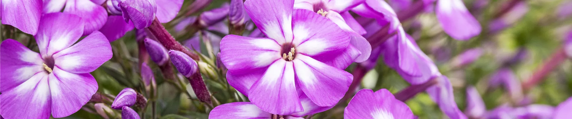 Phlox paniculata 'Flame Impruved Violet Charme'