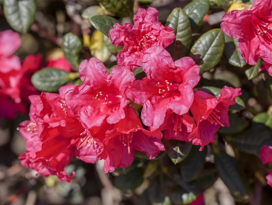 Rhododendron forrestii var. repens 'Florteppich'