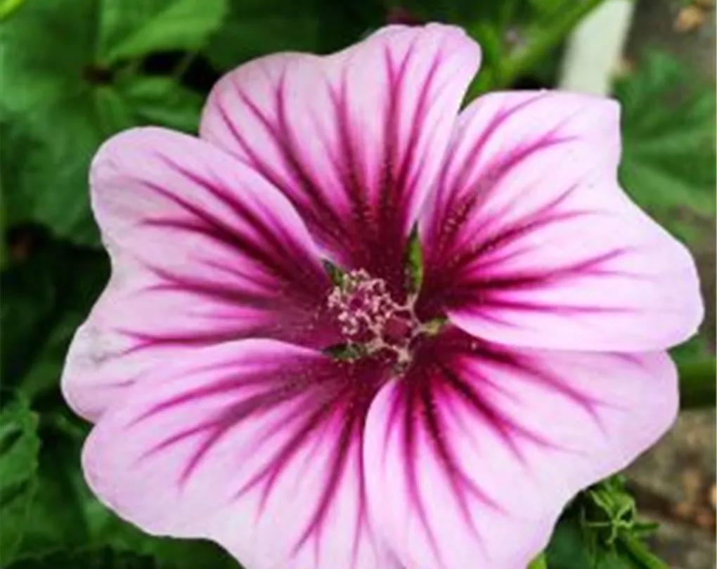 Malva sylvestris 'Zebrina' P1, GartenMalve Giesebrecht KG