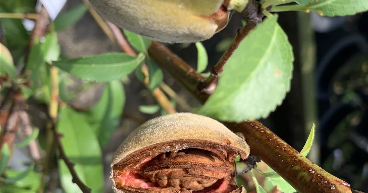Prunus amy.&amp;#39;Weiße Krachmandel&amp;#39; CAC, Mandel &amp;#39;Weiße Krachmandel ...