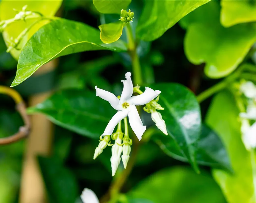 Trachelospermum jasminoides, Sternjasmin Giesebrecht KG