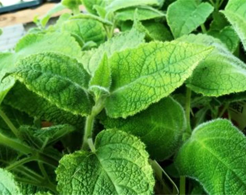 Salvia dorisiana, Tropischer Frucht Salbei Giesebrecht KG