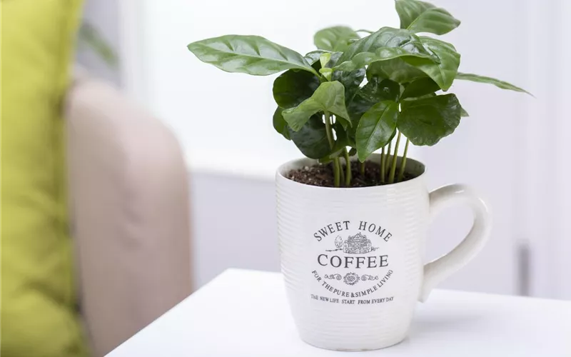 Eigener Kaffee aus dem Garten – das ist möglich