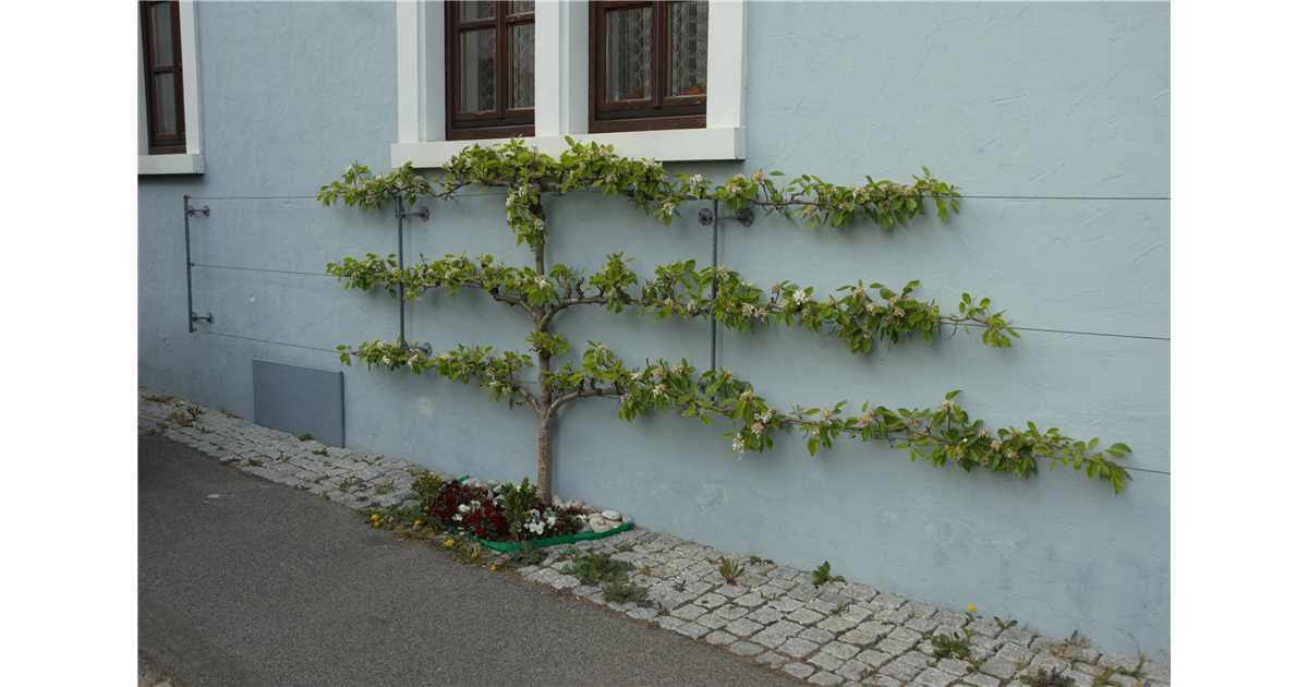 Waagerechtes Spalierobst Giesebrecht KG
