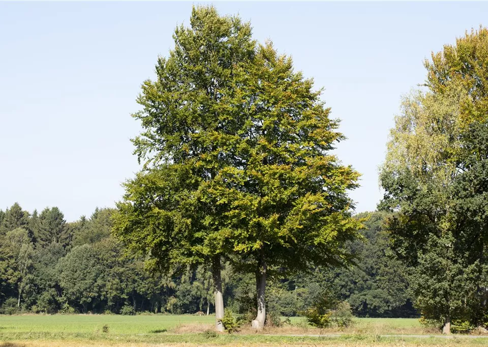 Freistehende Bäume (GS593472.jpg)
