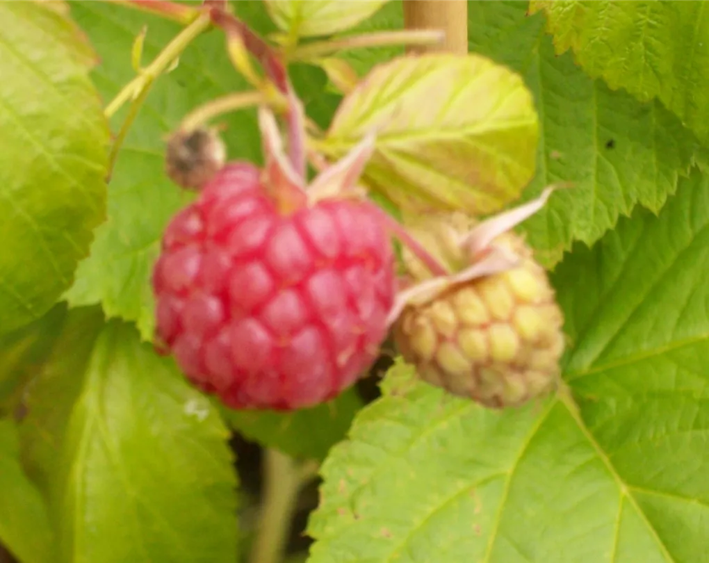 Rubus 'Aroma Queen', Himbeere Giesebrecht KG