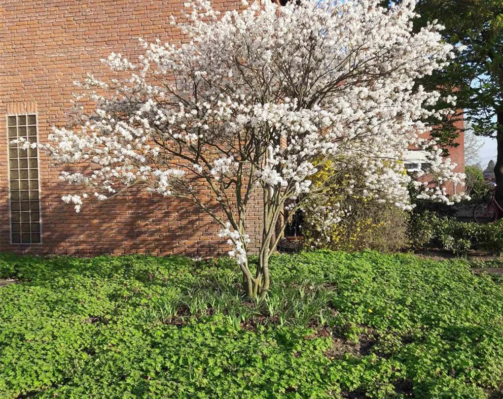 Amelanchier lamarckii, KupferFelsenbirne Giesebrecht KG