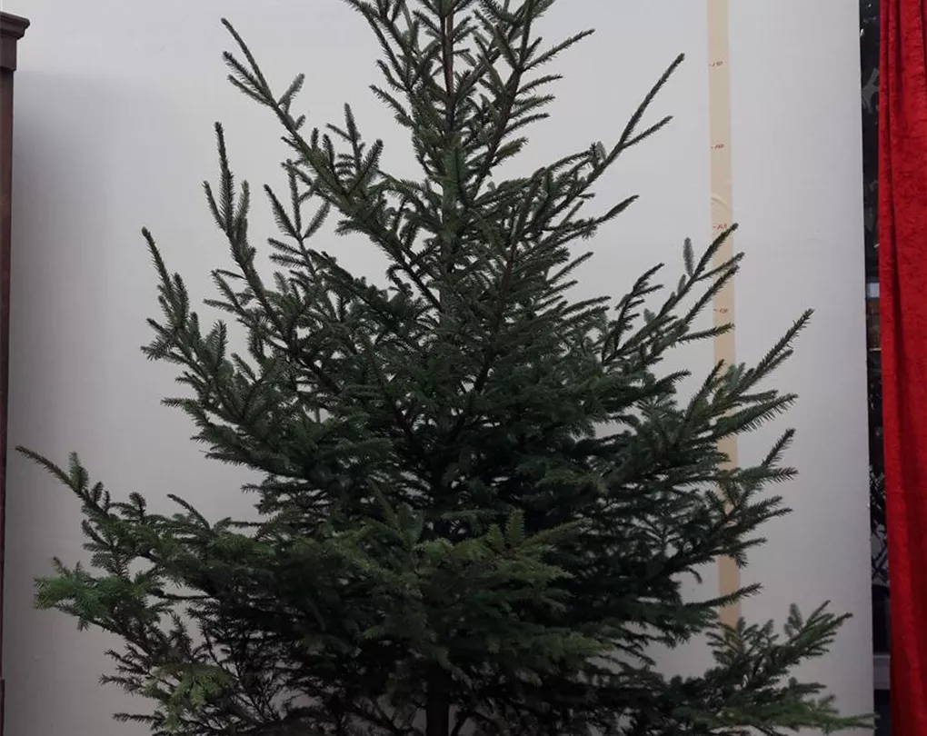 Weihnachtsbaum (Rotfichte), Rotfichte Giesebrecht KG