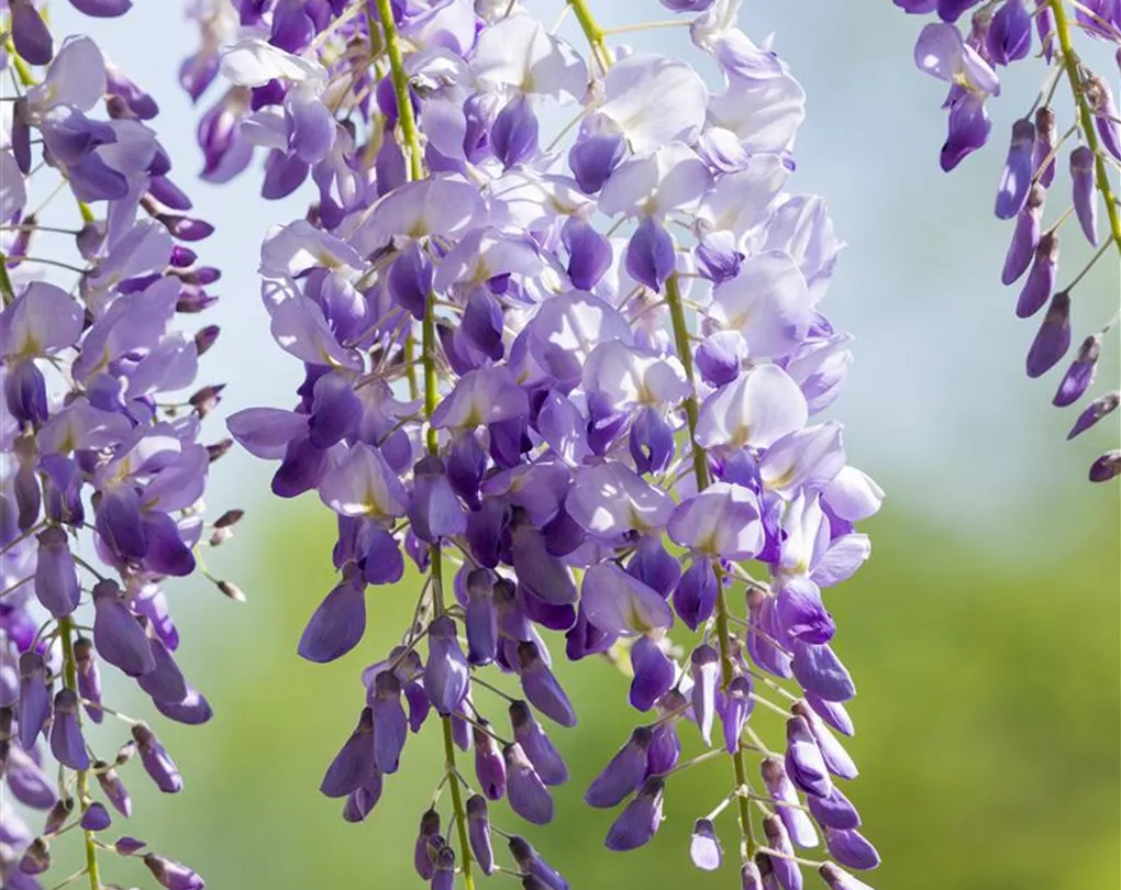 Wisteria Auf Deutsch