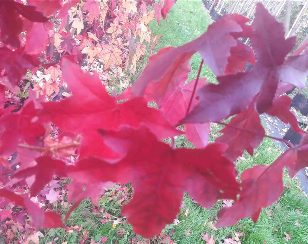 Liquidambar styraciflua 'Gumball', Kugel Amberbaum 'Gumball