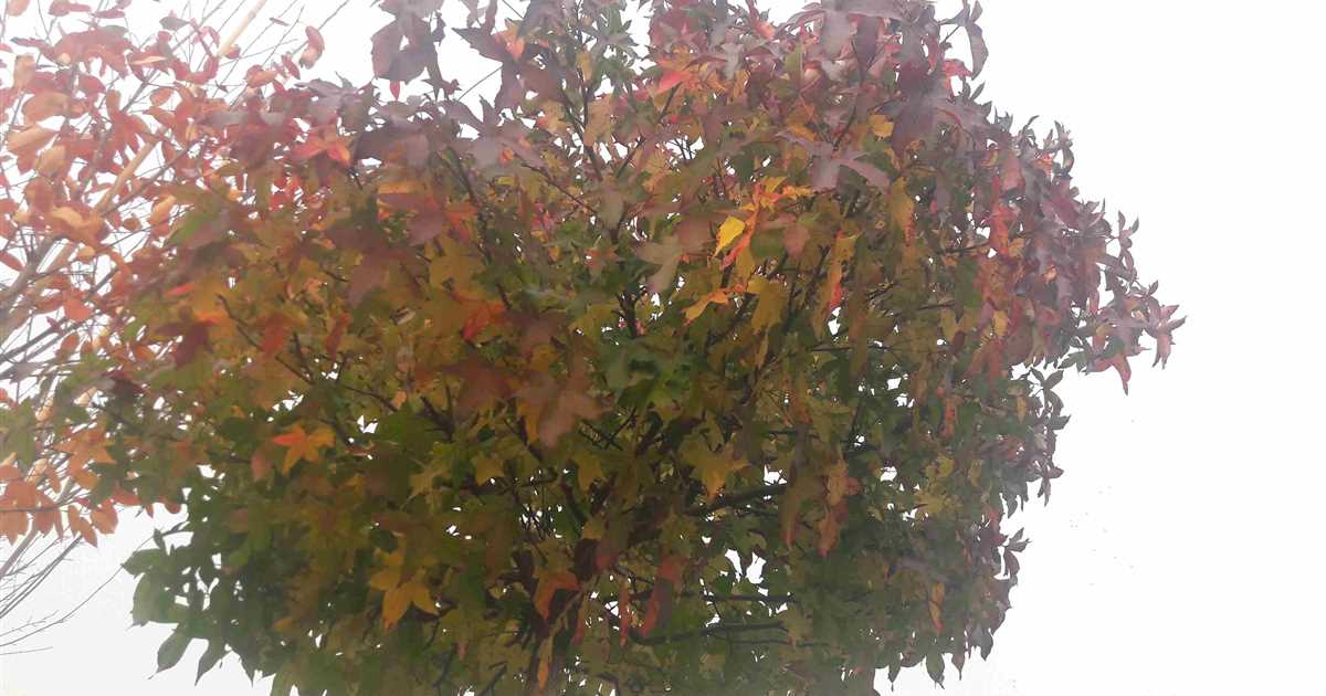 Liquidambar styraciflua 'Gumball', Amberbaum 'Gumball' Giesebrecht KG
