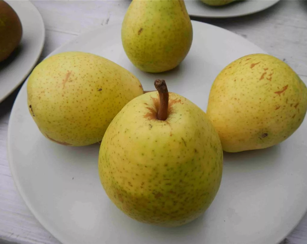 Pyrus Com Alexander Lucas Cac Birne Alexander Lucas Giesebrecht Kg