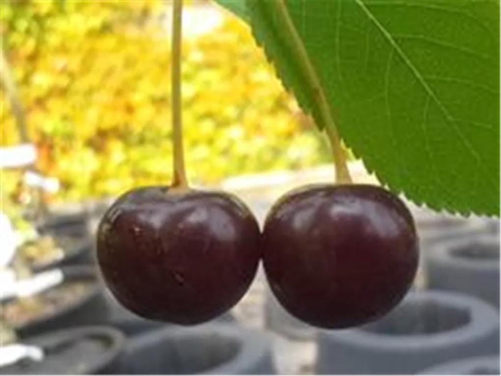 Prunus cer.\'Ungarische Traubige\' CAC, Sauerkirsche \'Ungarische Traubige\' -  Giesebrecht KG