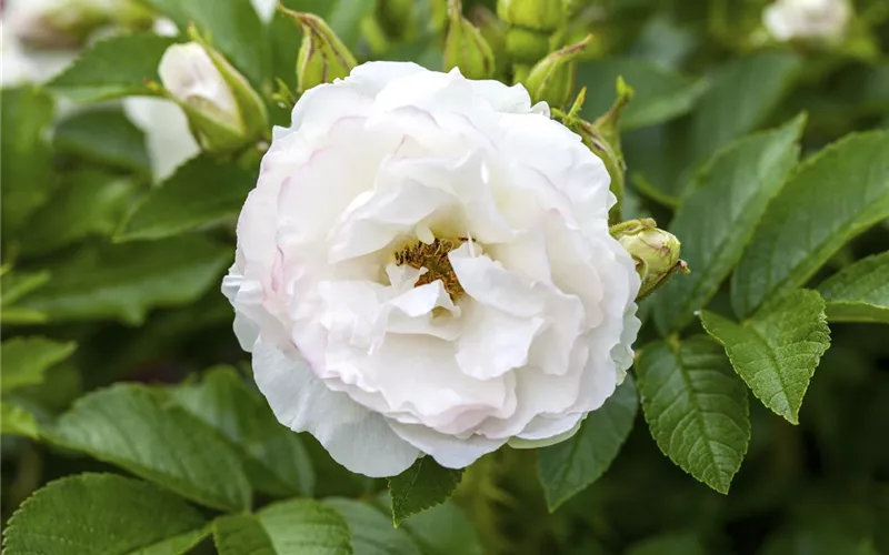 Historische Rosen – Schönheit mit einer langen Geschichte