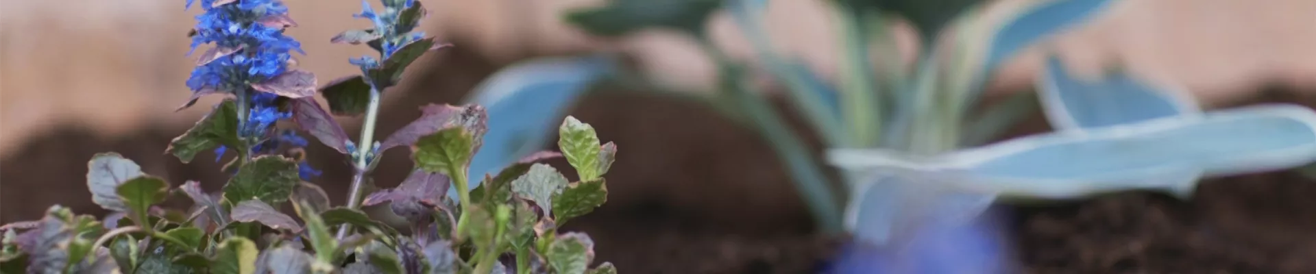 Kriechender Günsel Einpflanzen im Garten (thumbnail)