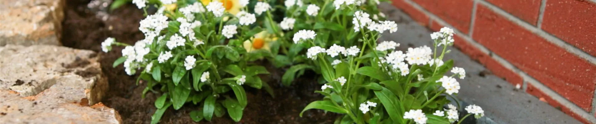 Weißes Vergissmeinicht - Einpflanzen im Garten (Thumbnail)