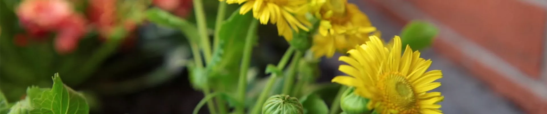 Gemswurz - Einpflanzen im Garten (Thumbnail)