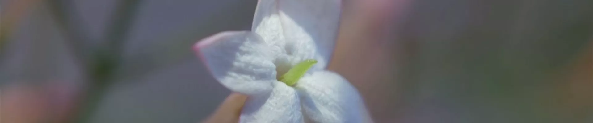 Zimmerjasmin - Einpflanzen in ein Gefäß (Thumbnail)