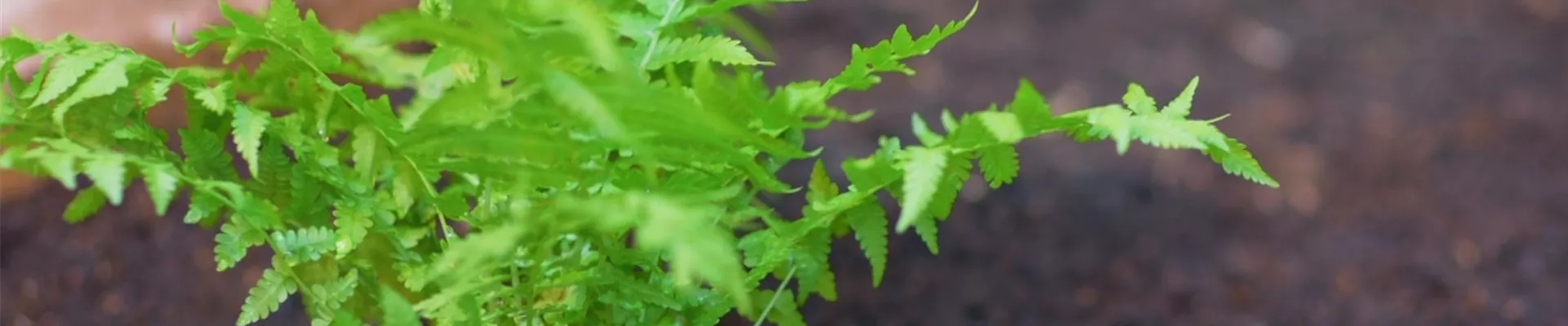 Becherfarn - Einpflanzen im Garten (Thumbnail)