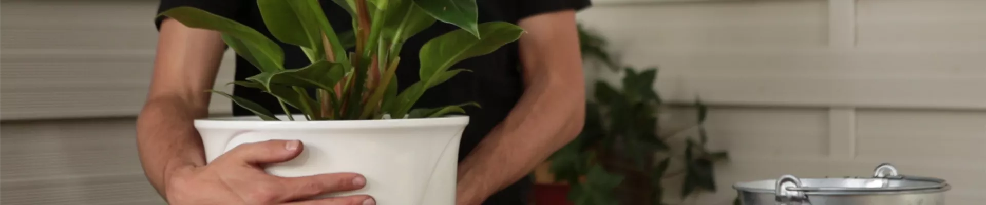 Philodendron - Einpflanzen in ein Gefäß (thumbnail)