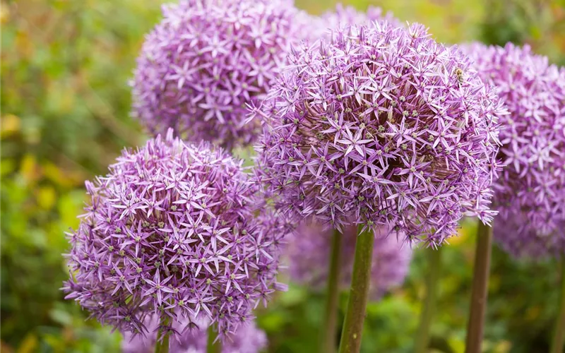 Allium – pflegeleichter Zierlauch als Gartenschmuck