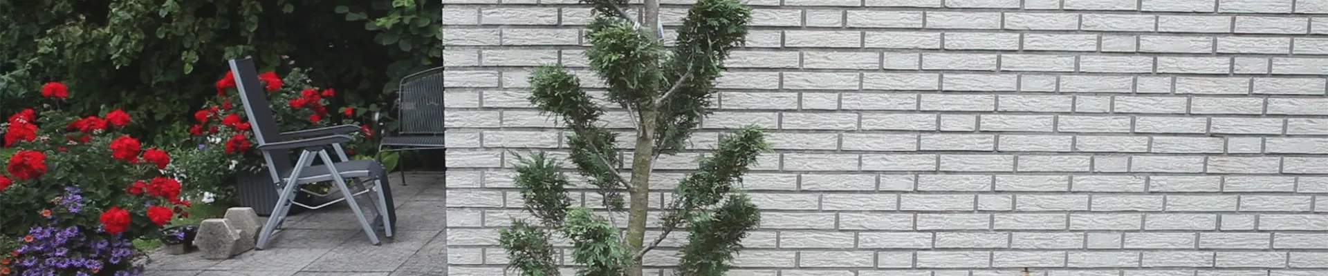 Zypresse - Einpflanzen im Garten (thumbnail)