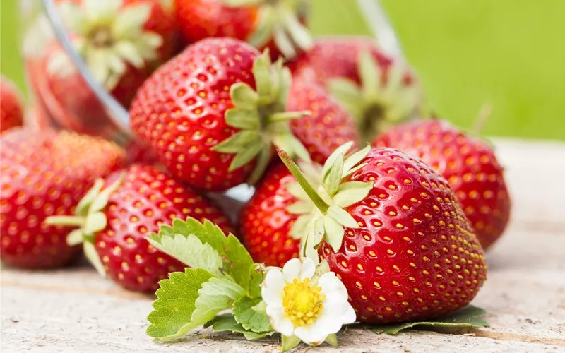 Erdbeeren – rot, rund und richtig lecker!