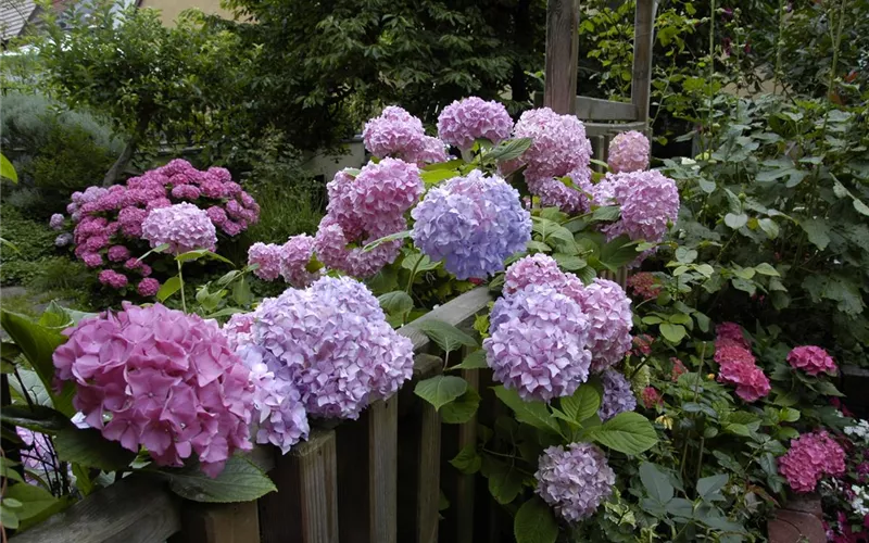 Die Hortensie im Garten – durstige Schönheit mit Charakter