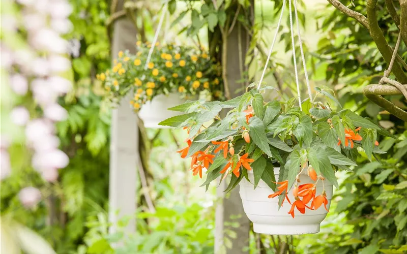 Urban Gardening trifft Upcycling – Blumenampeln aus einem Küchensieb