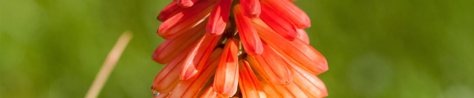 Fackellilie - Einpflanzen im Garten (thumbnail)