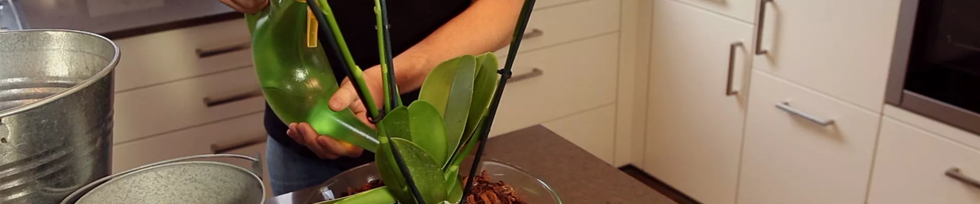 Orchidee - Einpflanzen in ein Gefäß (thumbnail)