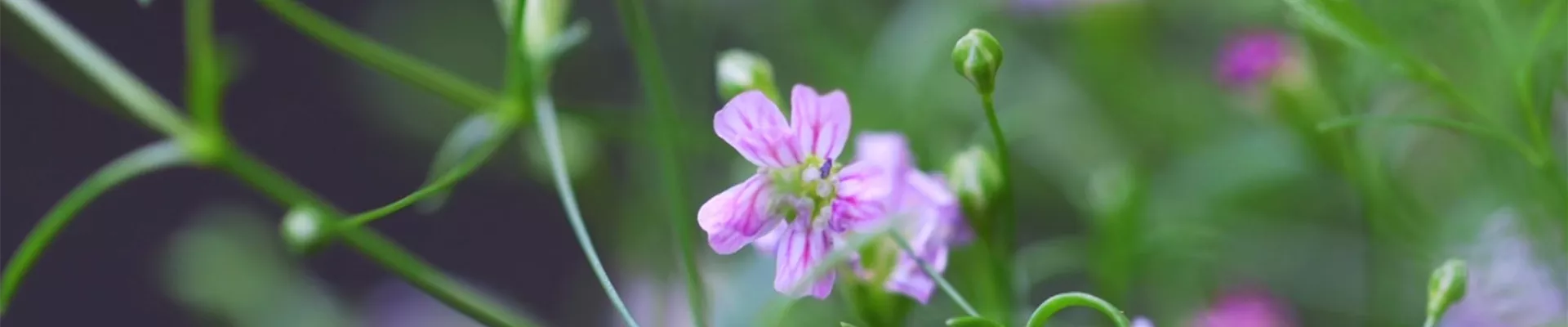 Sommer Schleierkraut - Einpflanzen im Garten (Thumbnail)