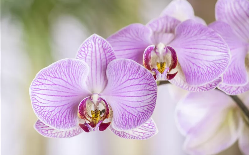 Die Orchideen-Klassiker