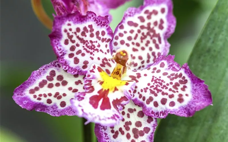 Die Orchideen-Klassiker