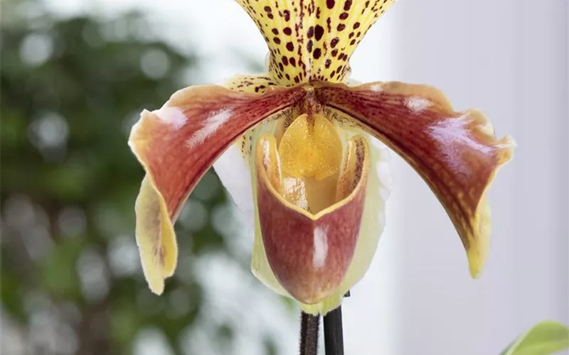Die Orchideen-Klassiker