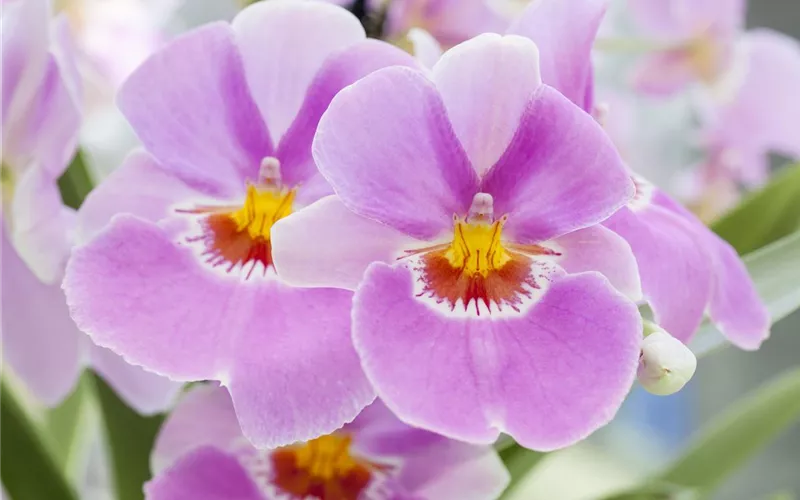 Die Orchideen-Klassiker