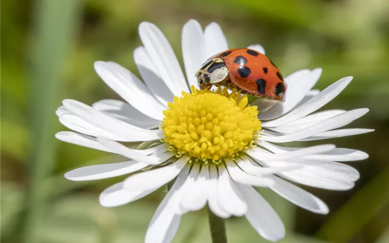 Ein Insektenhotel im Garten - Urlaub für kleine Nützlinge.