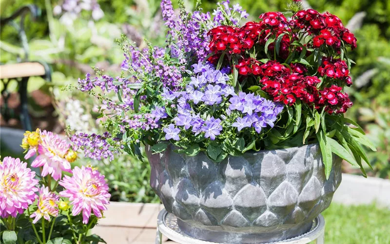 Schnittblumen - was hilft wirklich?