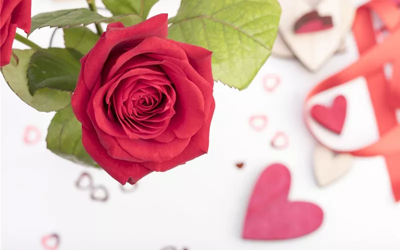 Der Valentinstag und seine Geschichte