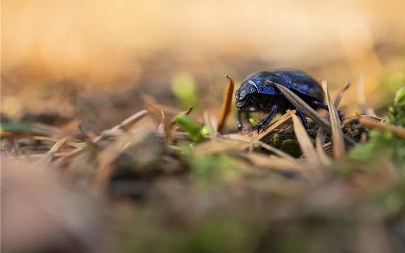Ökologisch gärtnern Ökologisch gärtnern