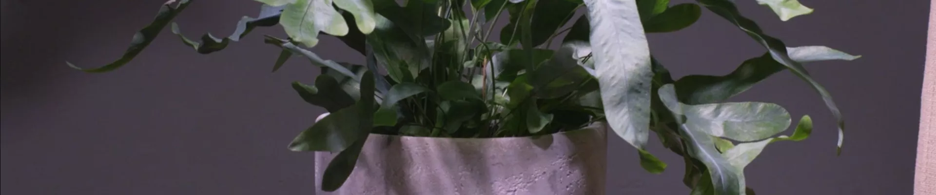 Ashampoo_Snap_Dienstag, 21