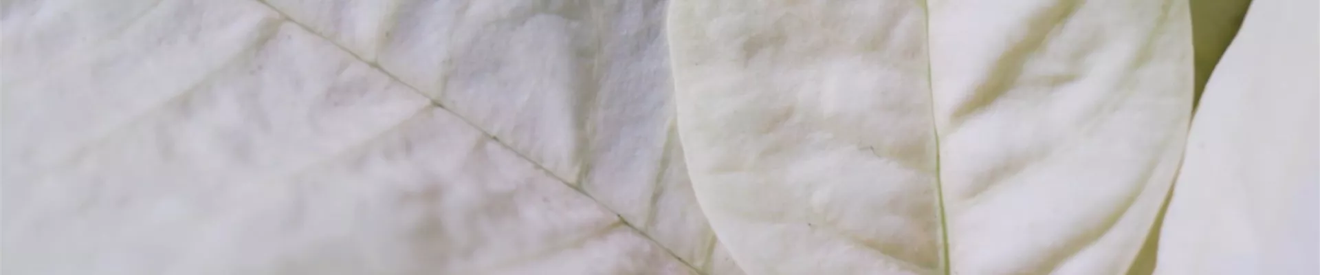 Ashampoo_Snap_Dienstag, 21